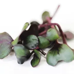 Microgreens - Red Cabbage (Bulk Seed)