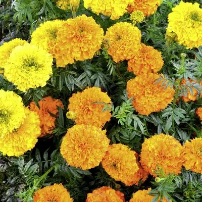 Marigold - Kushi (Seed)