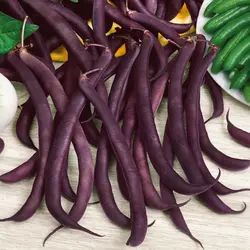 Bean - Royal Burgundy (Bulk Seed)