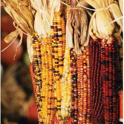 Corn - Ornamental (Bulk Seed)