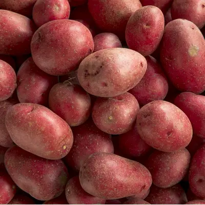 Seed Potato - Red Chieftain