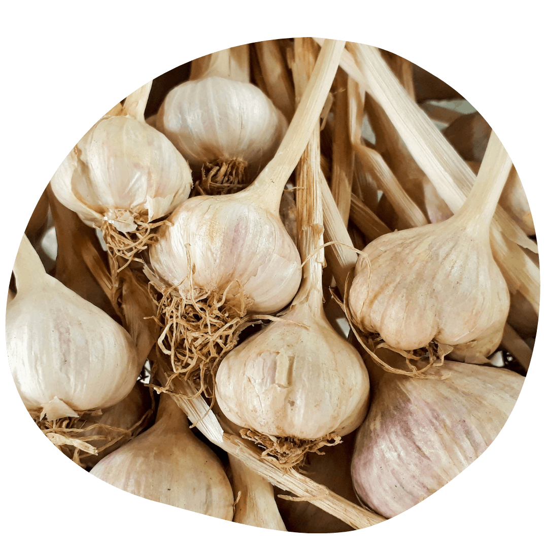 Halifax Seed Company - How to Grow Garlic