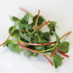 Microgreens - Cherry Belle Radish (Bulk Seed)