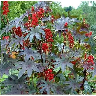 Castor Bean - Ricinus (Seed)
