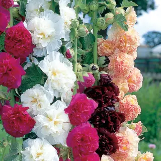 Hollyhock - Chater's Mix (Seed)