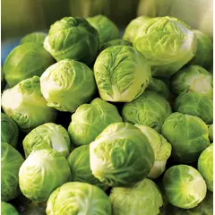 Brussels Sprouts - Long Island Improved (Bulk Seed)