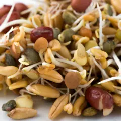 Mumm's Ancient Eastern Blend Sprouts