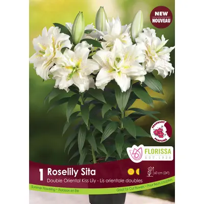 Lily - 'Roselily Sita' 1/pkg