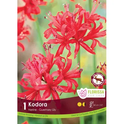 Nerine - 'Elegans Kodora' 1/pkg