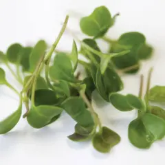 Microgreens - Kohlrabi (Bulk Seed)