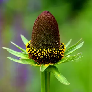 Rudbeckia - Green Wizard (Seed)