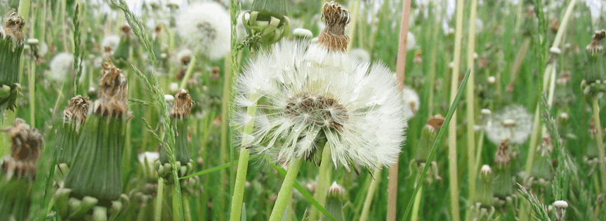 Five easy tips for dealing with weeds