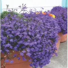 Lobelia - Crystal Palace (Bulk Seed)