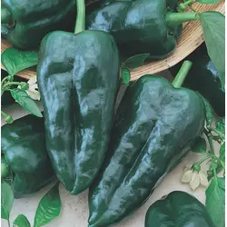 Hot Pepper - Poblano / Ancho (Bulk Seed)