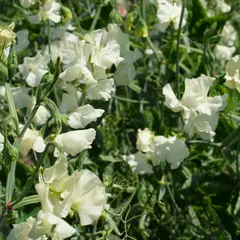 Sweet Pea - Jilly (Bulk Seed)