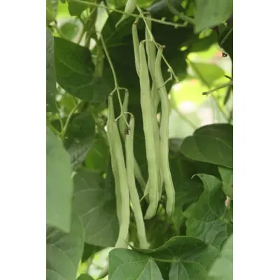 Bean - Tancook Long (Seed)
