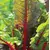 SWISS CHARD RHUBARB 25G