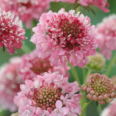 Scabiosa - Salmon Queen (Seed)