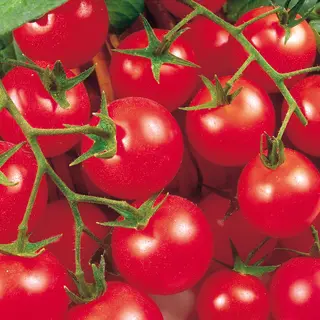 Tomato - Gardener's Delight (Seed)