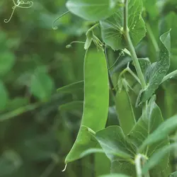 Pea - Oregon Sugar Pod II Snow (Bulk Seed)