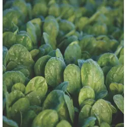 Spinach - Seaside (Bulk Seed)