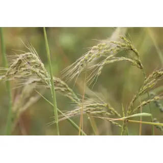 Rice - Duborskian (Seed)