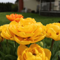 Tulip Flowers