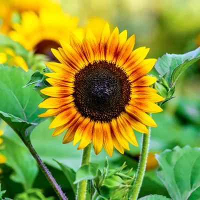 Sunflower - Tiger Eye (Seed)