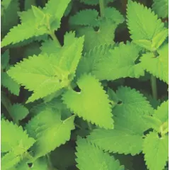 Herb - Catnip (Bulk Seed)
