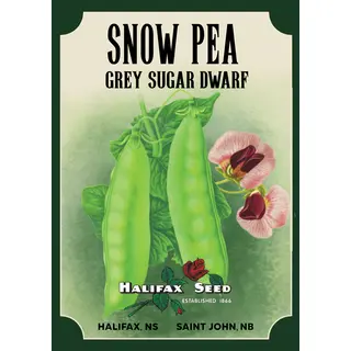 Heritage Packet: Pea - Grey Sugar Dwarf (Seed)