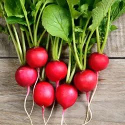 Radish - Scarlet Globe (Bulk Seed)