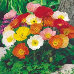 Poppy - Iceland Mix (Bulk Seed)