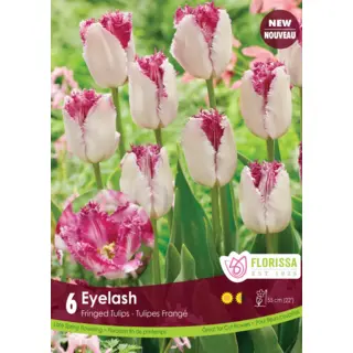 Tulip - 'Eyelash' 6/pkg