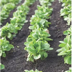 Greens - Vit (Corn Salad / Mache Seed)