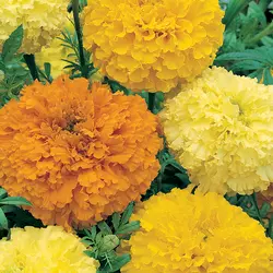 Marigold - Crackerjack (Bulk Seed)