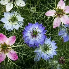Nigella - Persian Jewels Mix (Bulk Seed)