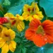 Heritage Packet: Nasturtium - Jewel Double Dwarf Mix (Seed)