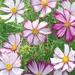 Cosmos - Tip Top Picotee (Seed)