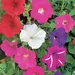 Petunia - Cheerful Mix (Seed)