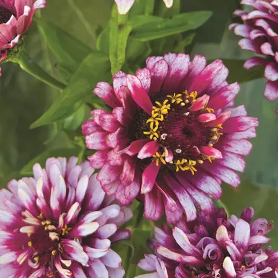 Zinnia - Mazurkia