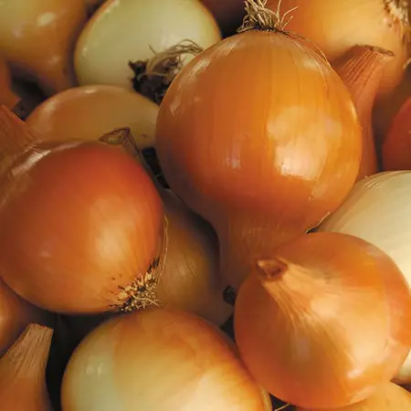 ONIONS YELLOW OG | 40 LBS / JUMBO