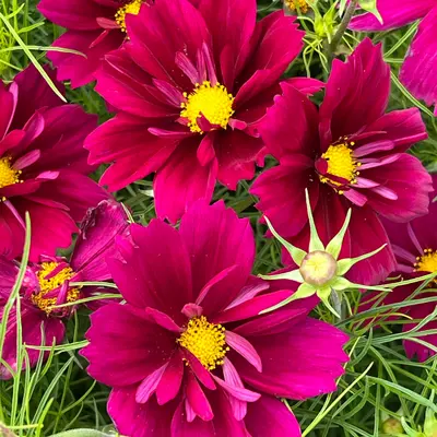 Cosmos - Fandango (Seed)