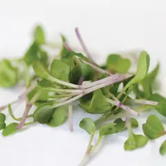 Microgreens - Purple Mizuna (Bulk Seed)