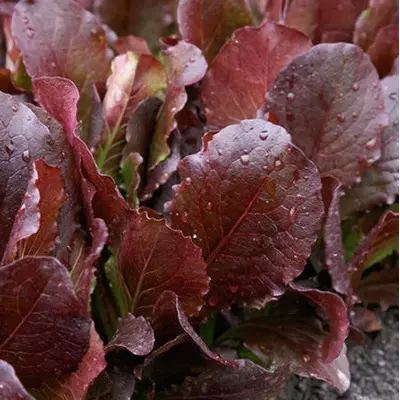 Lettuce - Taboo (Seed)