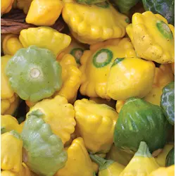 Summer Squash - Scallop Blend (Bulk Seed)