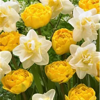 Fall Bulbs
