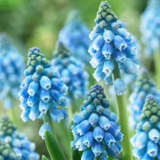 Muscari (Grape Hyacinth) - 'Atlantic' 20/pkg