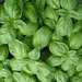HERB BASIL OG | 1 LB