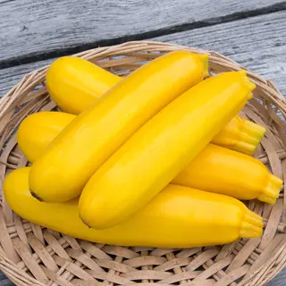 Zucchini - Yellow Fin (Organic Seed)
