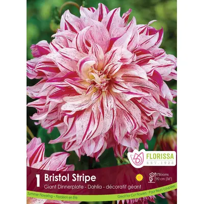 Dahlia - 'Bristol Stripe' 1/pkg